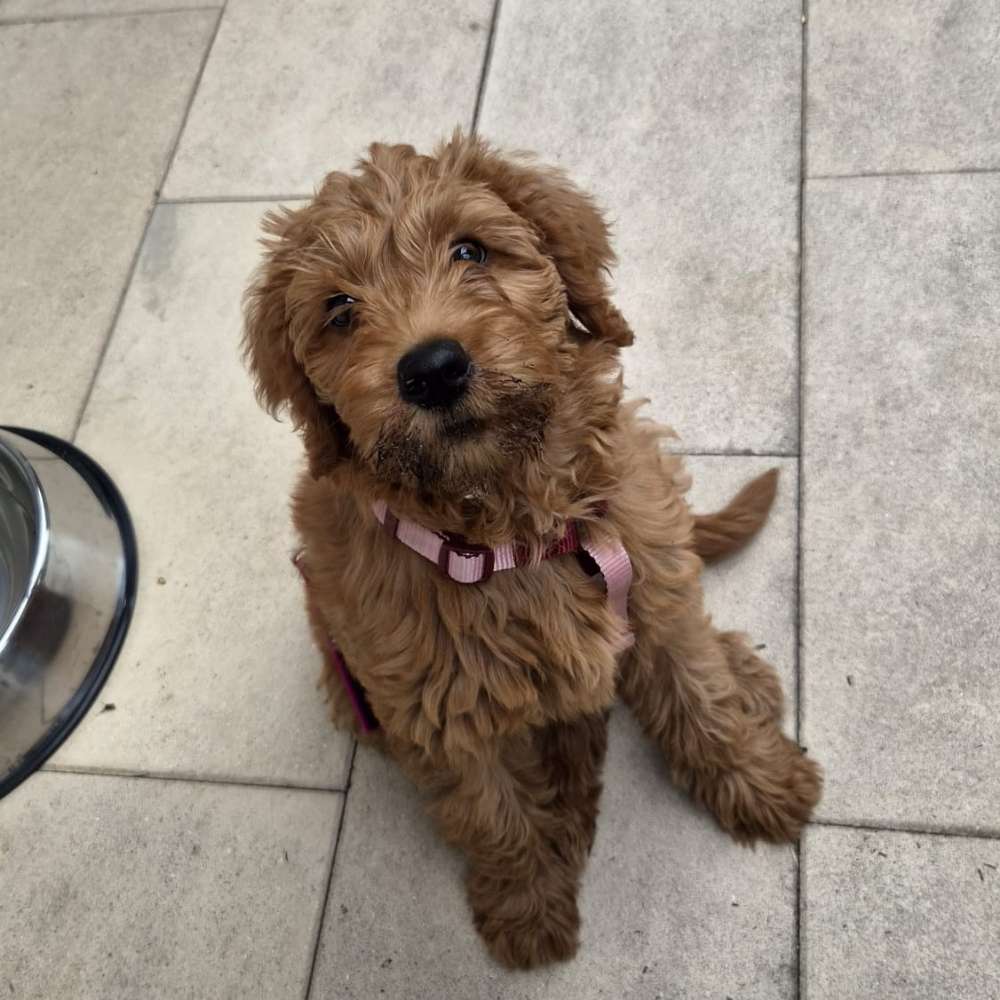 Hundetreffen-Welpentreffen und Leute kennenlernen-Profilbild