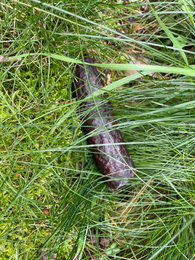 Giftköder-Blutwurst als Giftköder-Profilbild