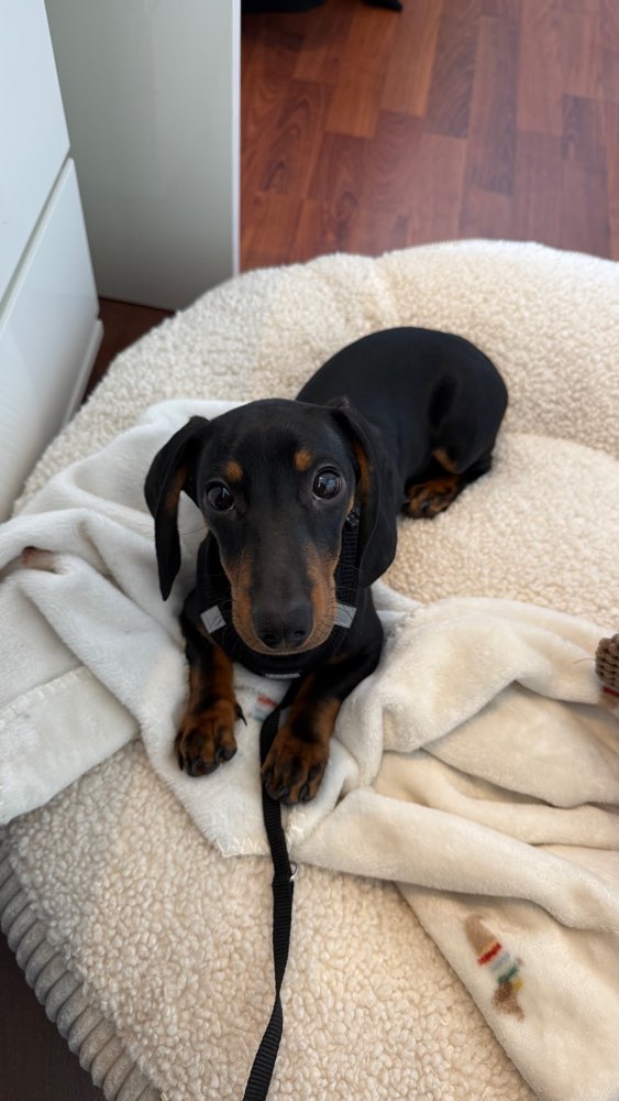 Hundetreffen-Spielpartner gesucht 🐾-Profilbild