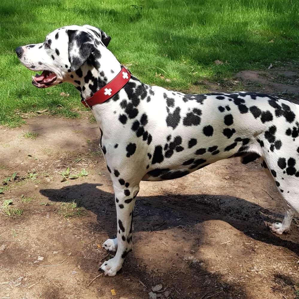 Hundetreffen-Gemeinsam in Umgebung Gusterath.-Profilbild