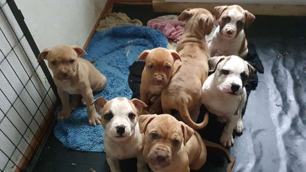 Hundetreffen-Welpentreffen/ Bekanntschaften-Profilbild