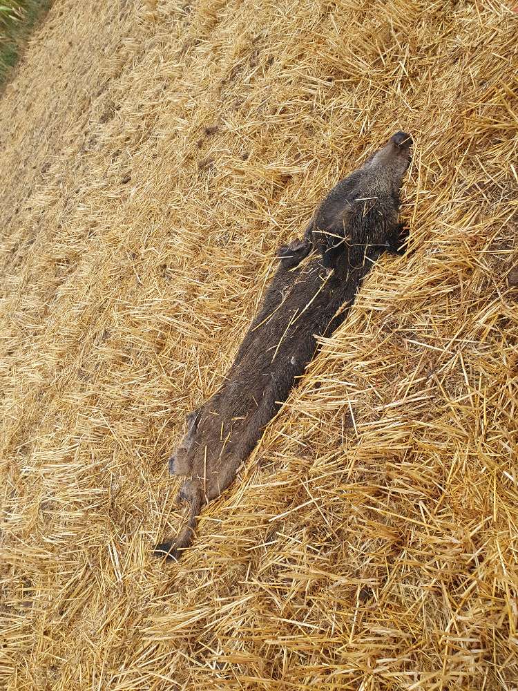 Giftköder-Wildschweinkadaver und Innereien-Profilbild