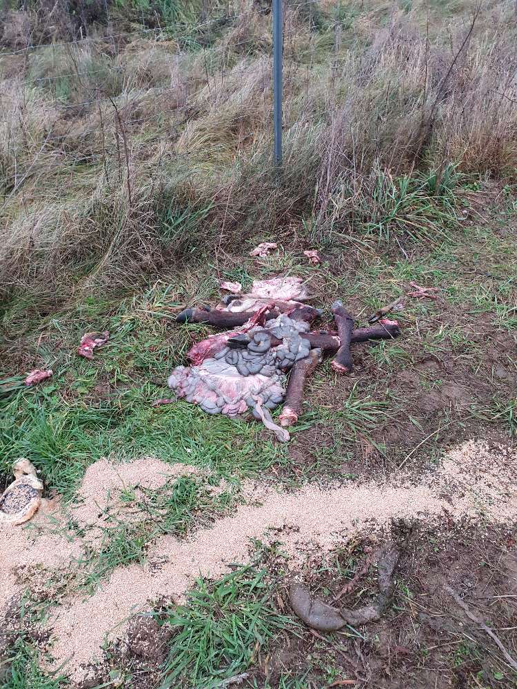 Giftköder-Tierkadaver Reh und totes Huhn-Profilbild