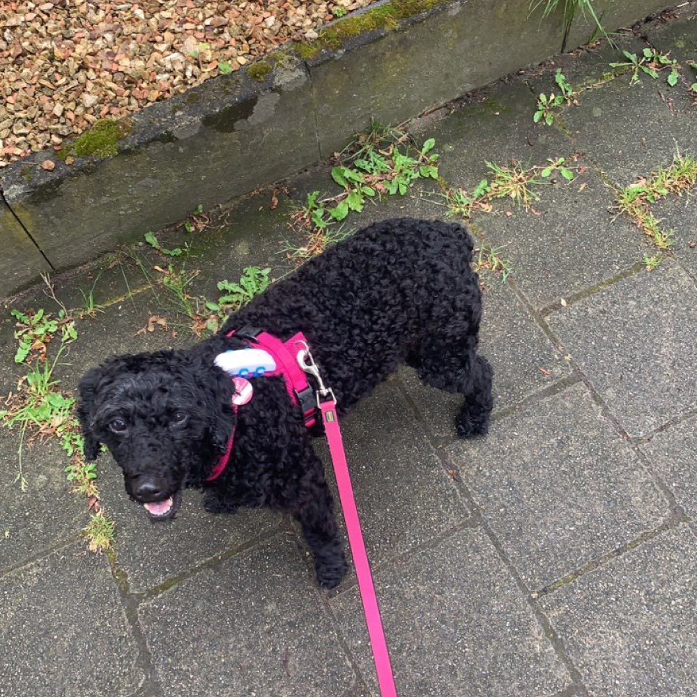 Hundetreffen-Gassi gehen/Spielrunden-Profilbild