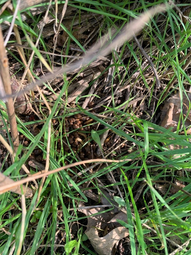 Giftköder-Giftköder-Profilbild