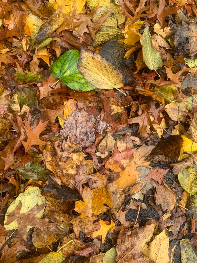 Giftköder-Hundefutter mit Gift-Profilbild
