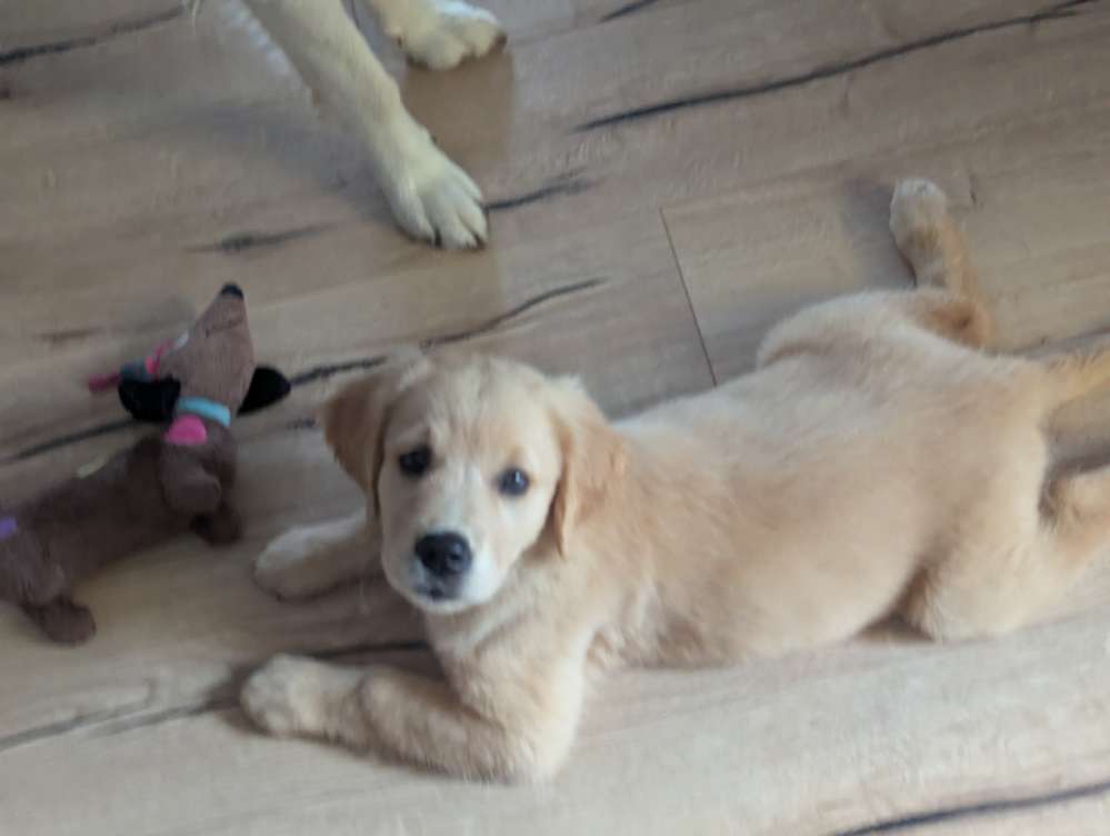 Hundetreffen-Welpenspiel in Schöningen-Profilbild