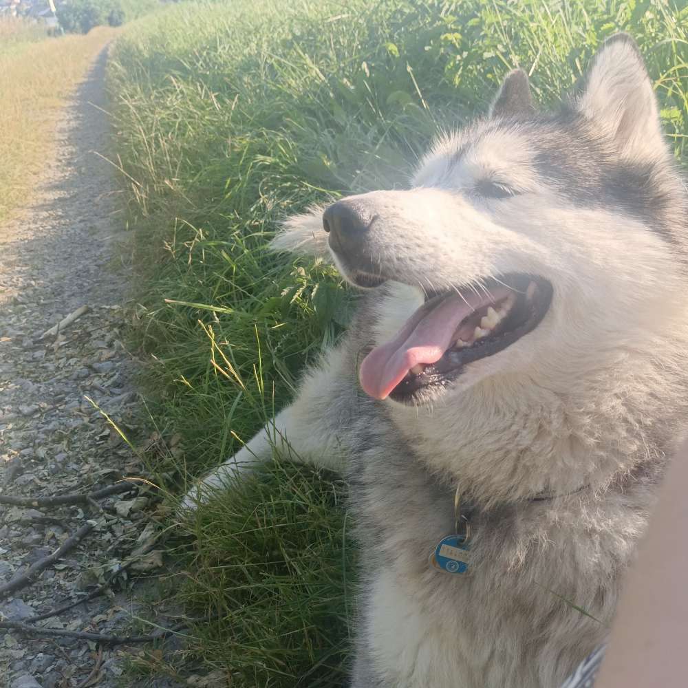 Hundetreffen-Gassirunde nach Umzug gesucht :)-Profilbild