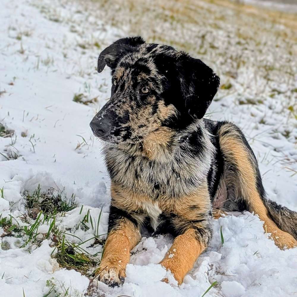 Hundetreffen-Welpenspielpartner gesucht-Profilbild