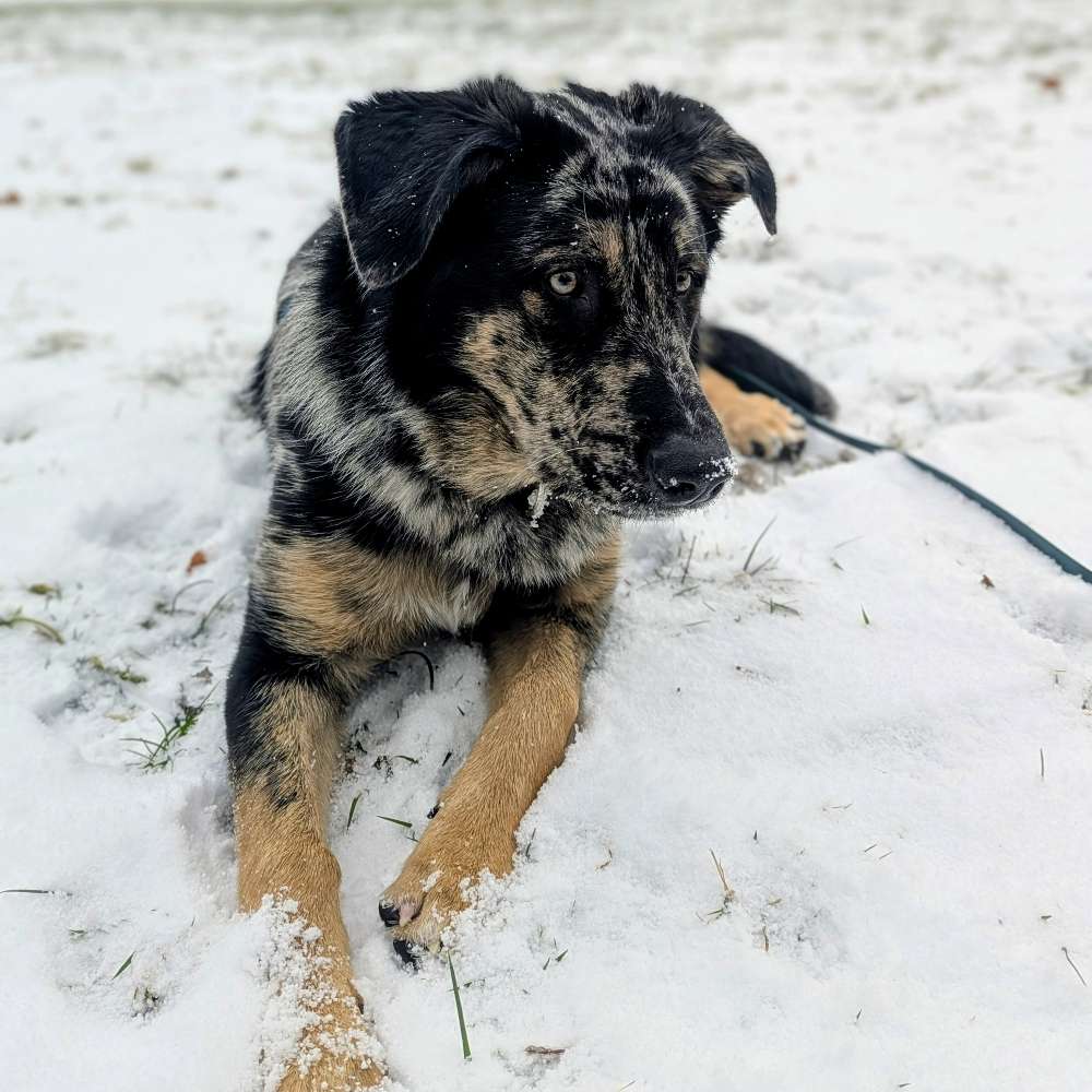 Hundetreffen-Welpenspielpartner gesucht-Profilbild