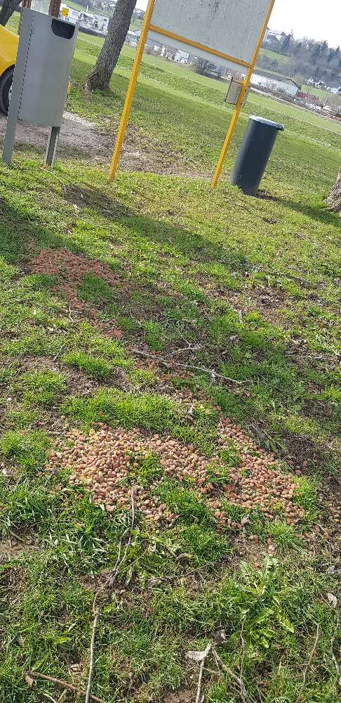 Giftköder-Verteiltes Trockenfutter-Profilbild