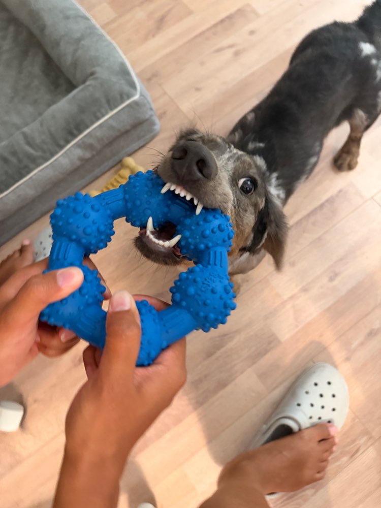 Hundetreffen-Playdate-Profilbild