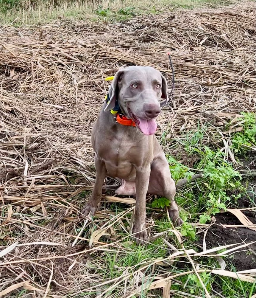 Hundetreffen-Jagdhunde-Training-Profilbild