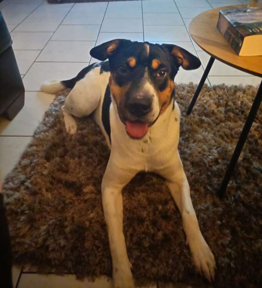 Hundetreffen-Übung Hundebegegnungen-Profilbild