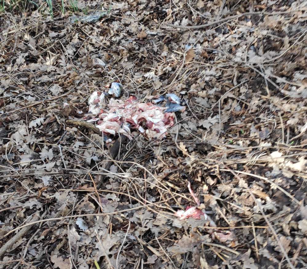 Giftköder-Blutige Fischkadaver-Profilbild