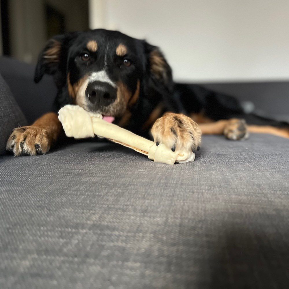 Hundetreffen-Hundefreunde zum Spielen-Profilbild