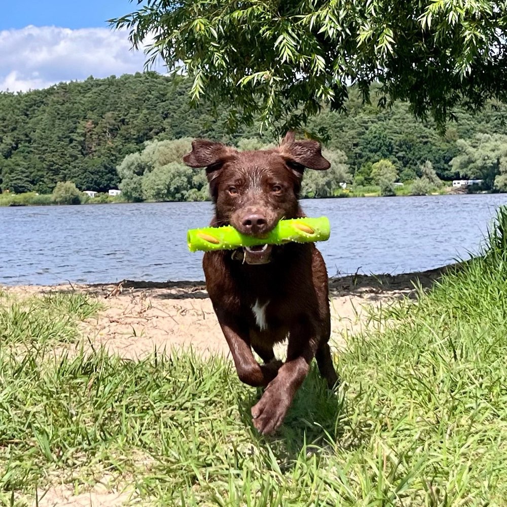 Hundetreffen-Social Walk-Profilbild