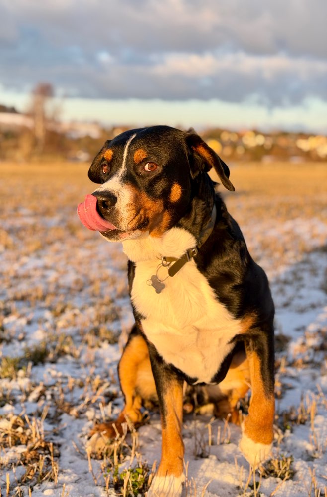 Hundetreffen-Hunderunde mit Karl-Profilbild