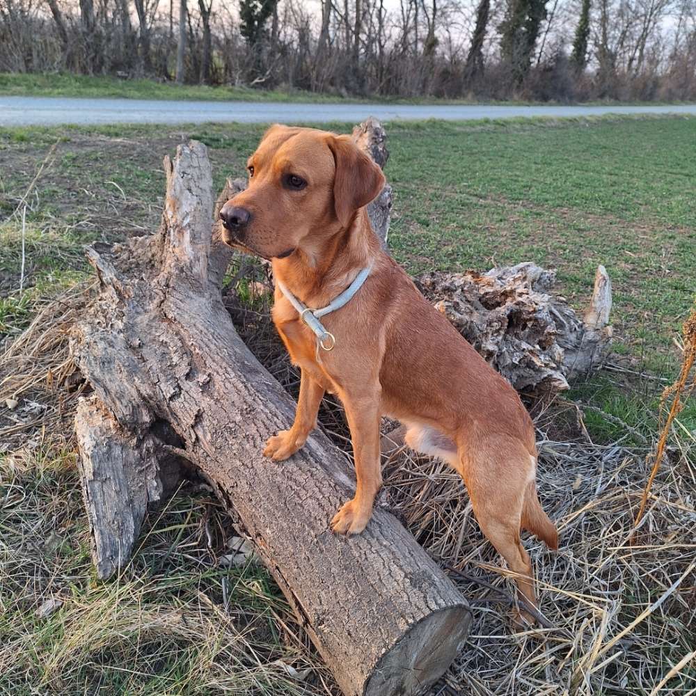 Hundetreffen-Gemeinsames Gassi gehen/ spielen-Profilbild