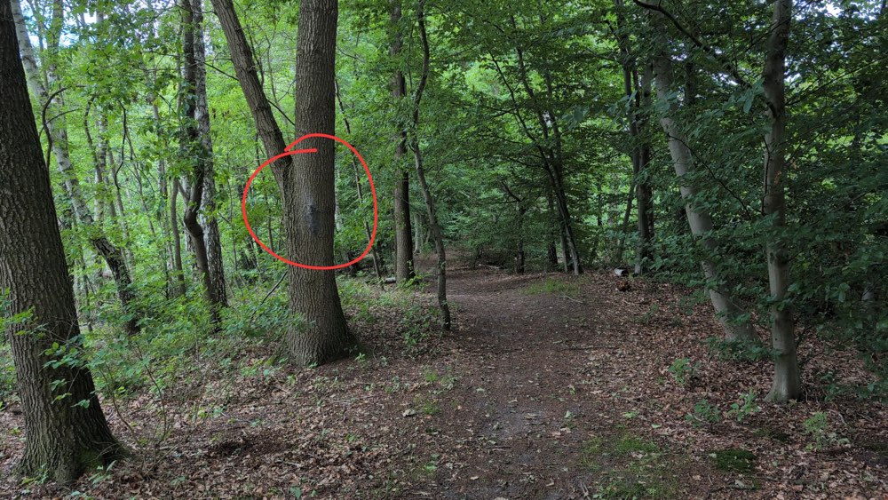Giftköder-Eichenprozessionsspinner-Profilbild