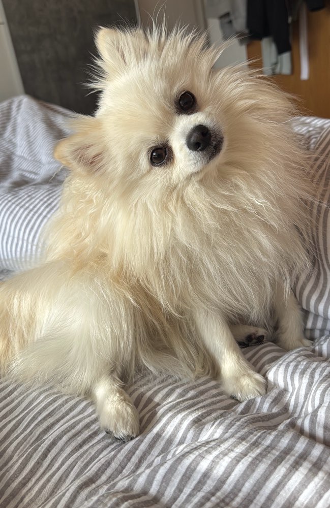 Hundetreffen-Spiel und gassipartner gesucht-Profilbild