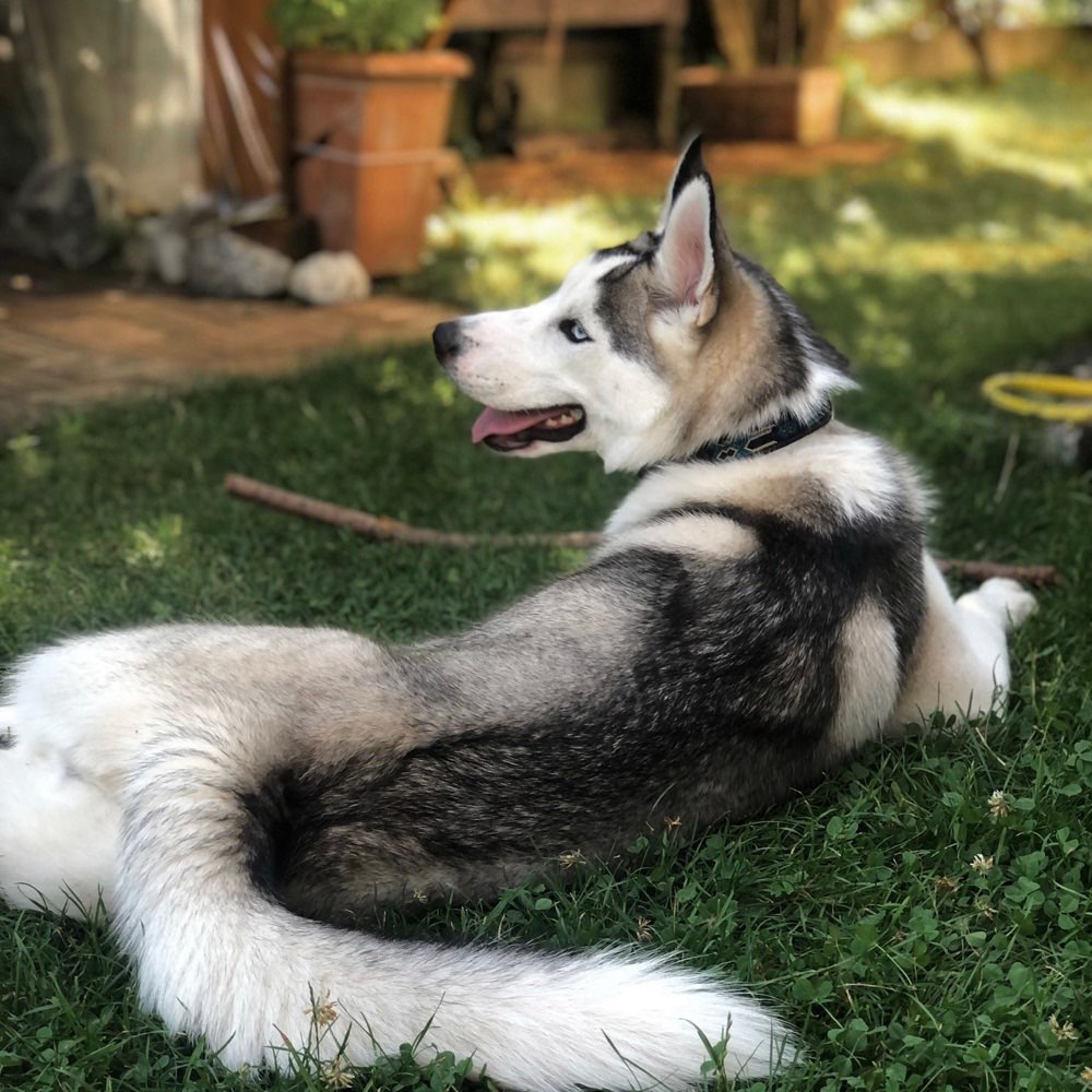 Hundetreffen-Husky/Junghund Playdate im Englischen Garten gesucht 🐺-Profilbild