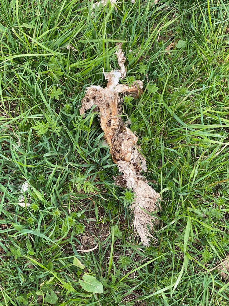 Giftköder-Vogelknochen in Gülle-Profilbild