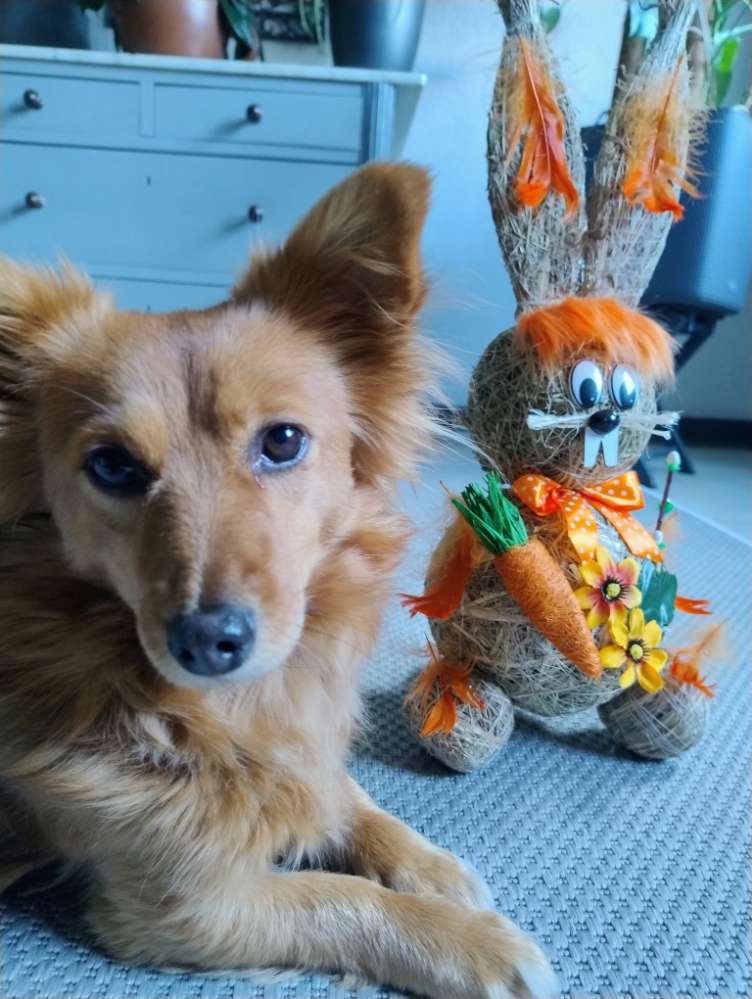 Bald ist Ostern 🐇🐣🐇 Banner