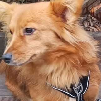 Ignorieren 🐕🐾🐕 Banner
