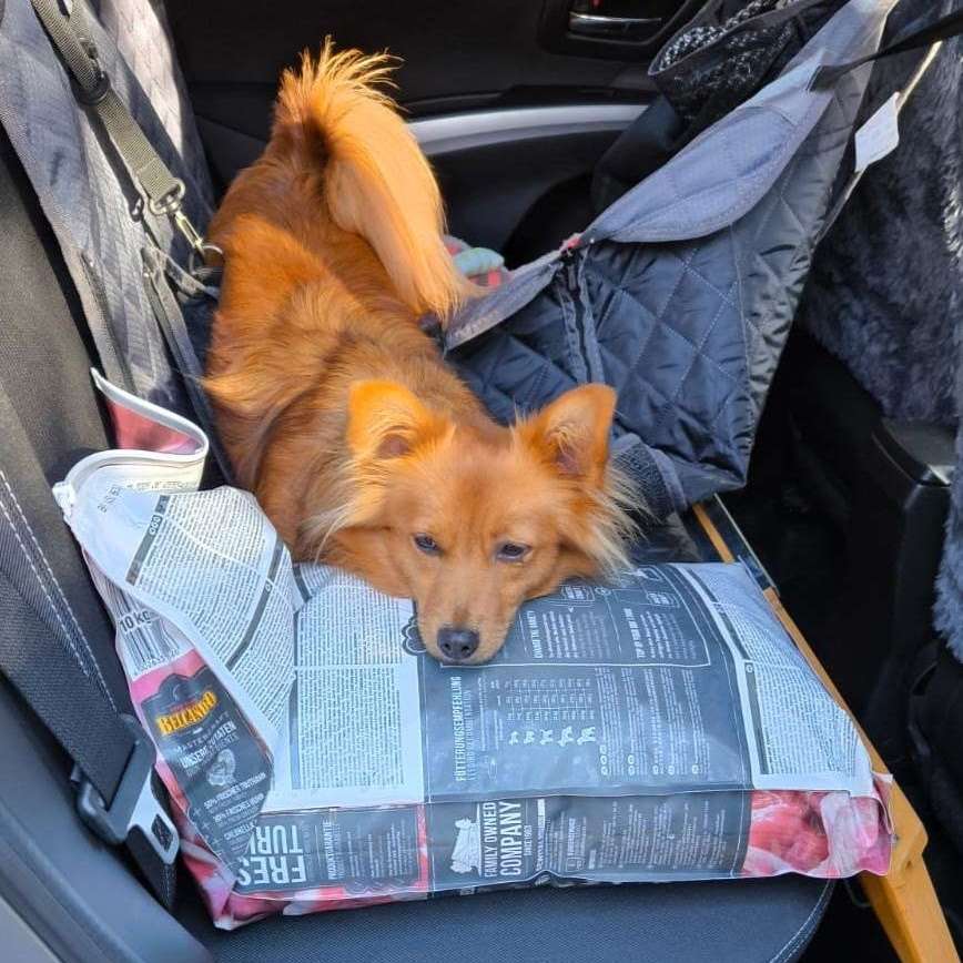 Wie bekommen Eure Fellnase ihr Leckerli 🐕🍀🐕 Banner