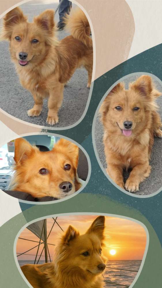 Foto Collage 🍀🐕🍀 Banner