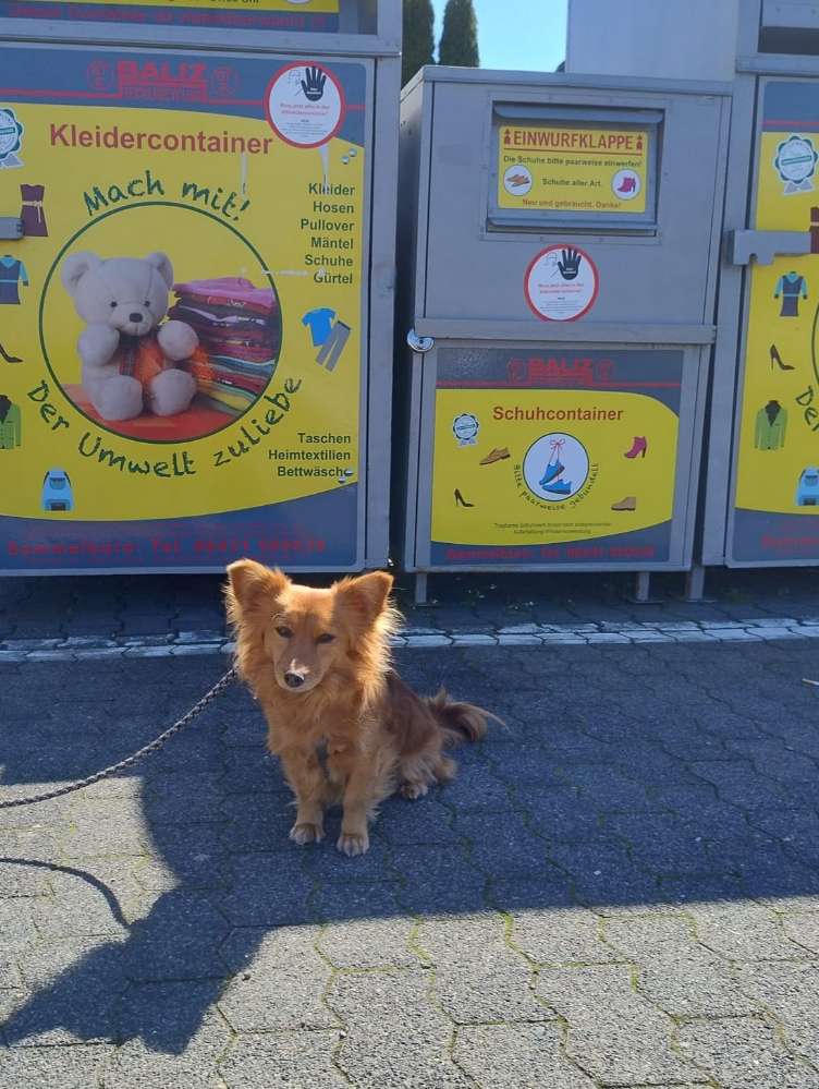 Eure Fellnase vor oder neben einen Kleider Container 🐾🐕👗👚👗 Banner