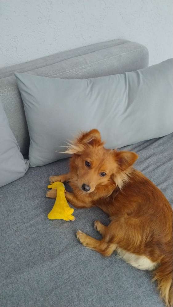 Deine Fellnase mit seinem Spielzeug 🐕🐾🐕 Banner