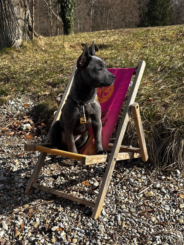 Hundetreffen-Welpentreffen-Profilbild