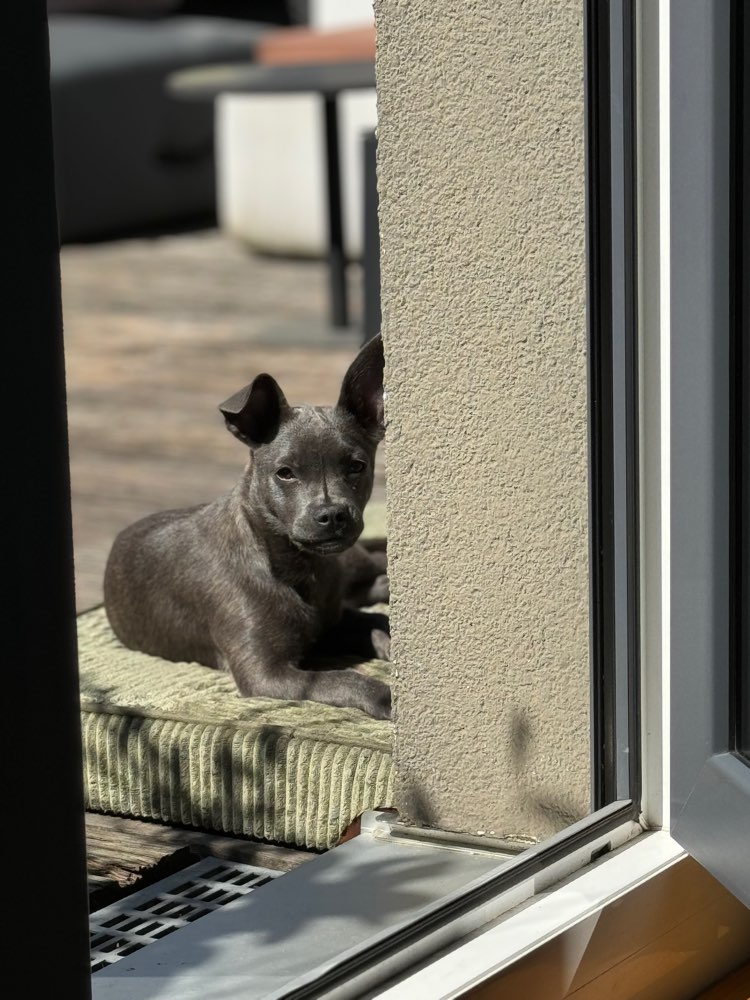 Hundetreffen-Souveränen Hundepartner zum Gassi gehen gesucht-Profilbild