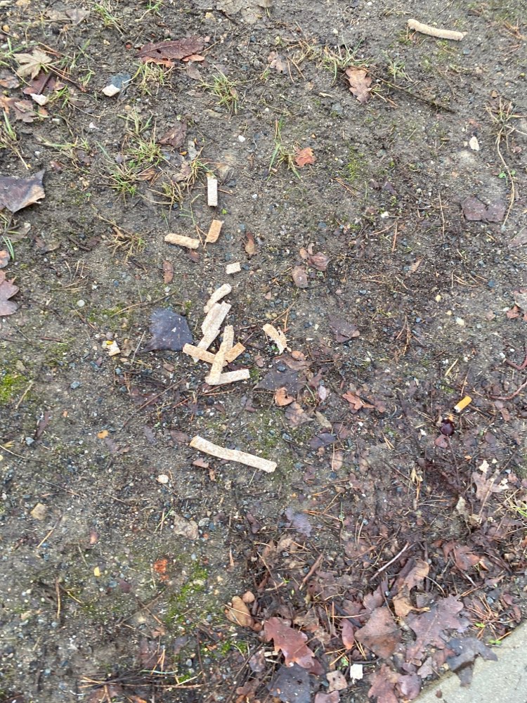 Giftköder-Giftköder Vermutung-Profilbild