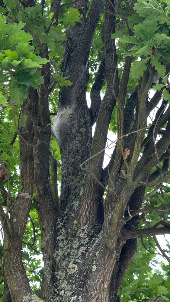 Giftköder-Eichenprozessionsspinner Nest-Profilbild