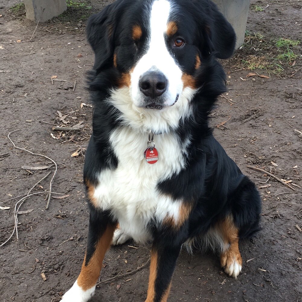 Hundetreffen-Spielpartner gesucht 🤩-Profilbild