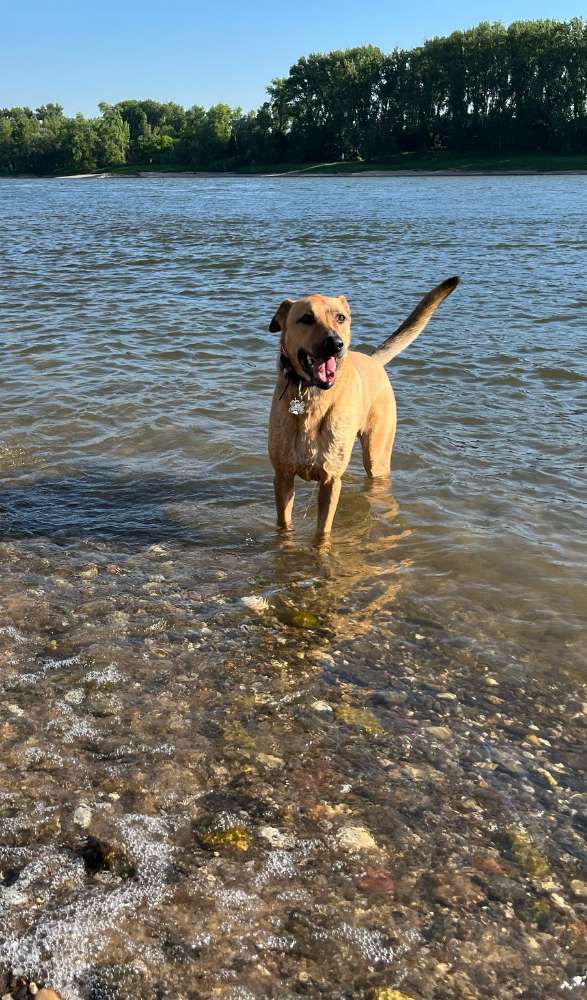 Hundetreffen-Social Walk/Training, mit dauerhaften kontakt-Profilbild