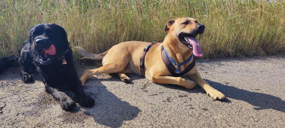 Hundetreffen-Training mit angehendem dauerhaften Kontakt-Profilbild