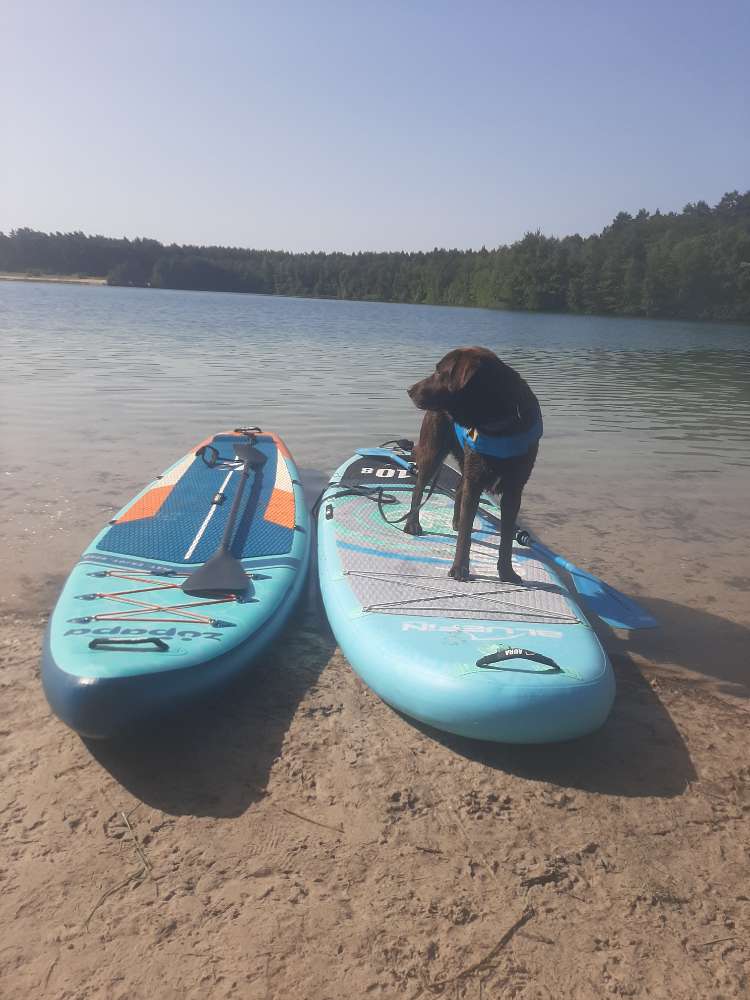 Hundetreffen-Nette Mensch-Hund-Teams für Spaziergang und Abenteuer gesucht-Profilbild