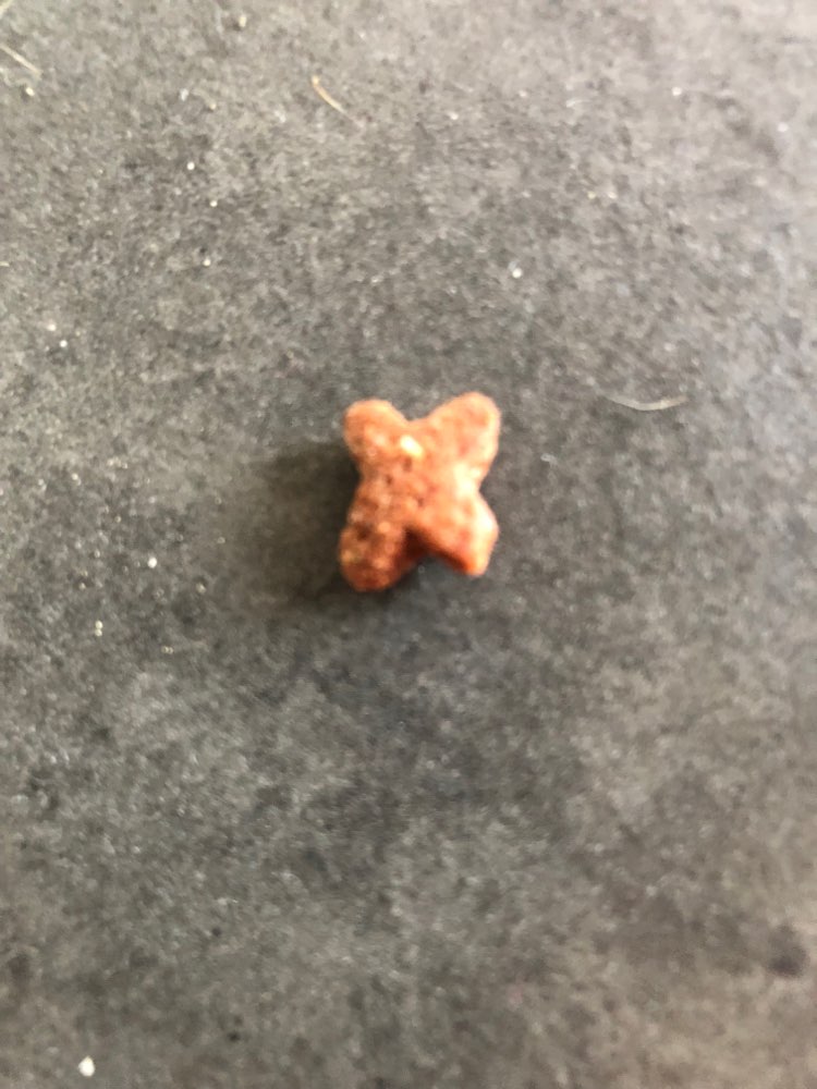 Giftköder-Giftköder / Rattengift-Profilbild