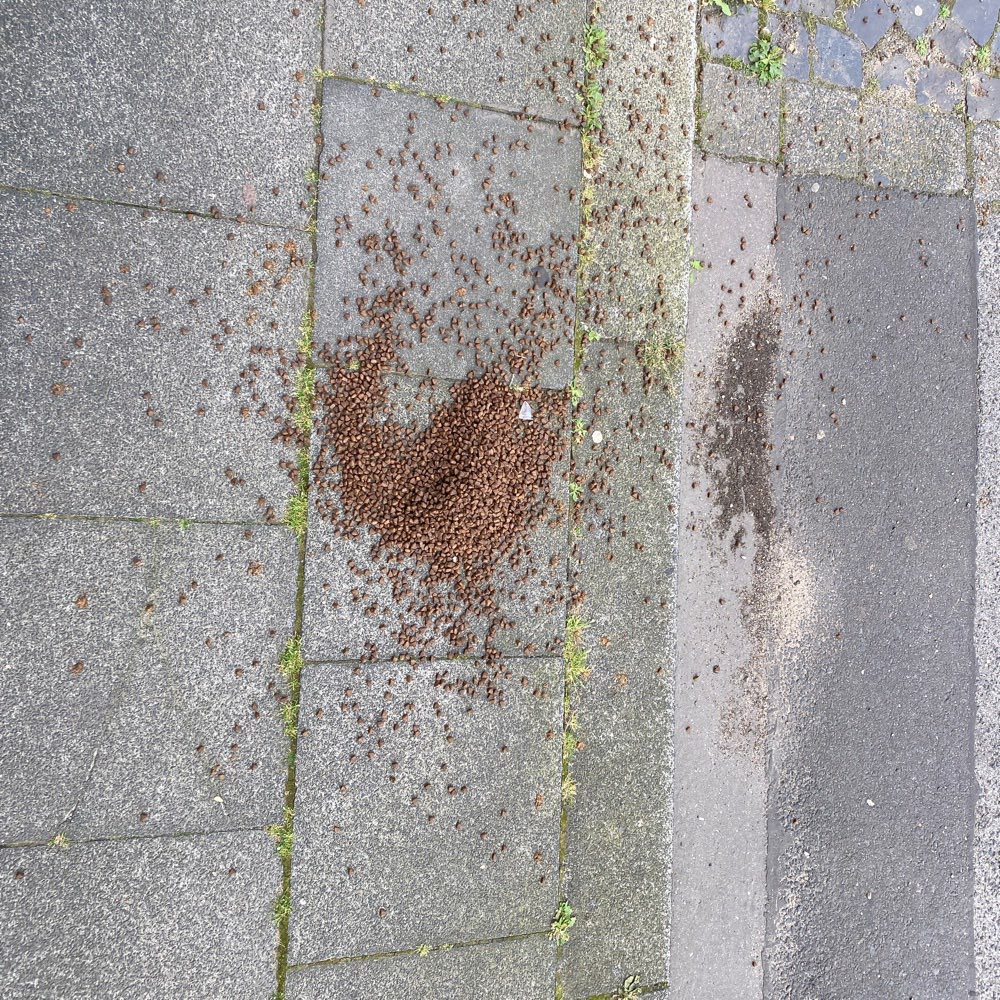 Giftköder-Hundefutter auf der Straße mit Glas-Profilbild
