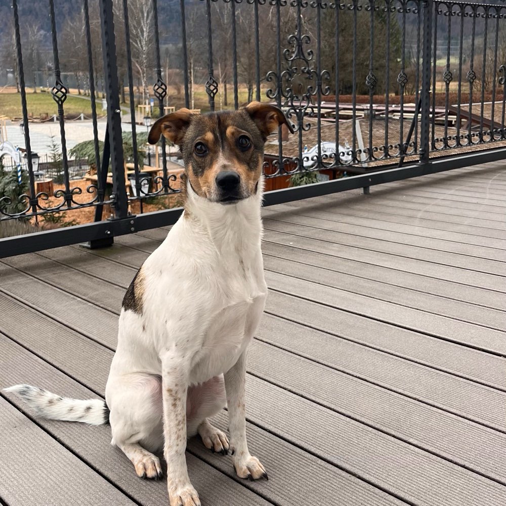 Hundetreffen-Kleine Hunde: Gassitour durch den Wald zw. Konstanz und Staad-Profilbild