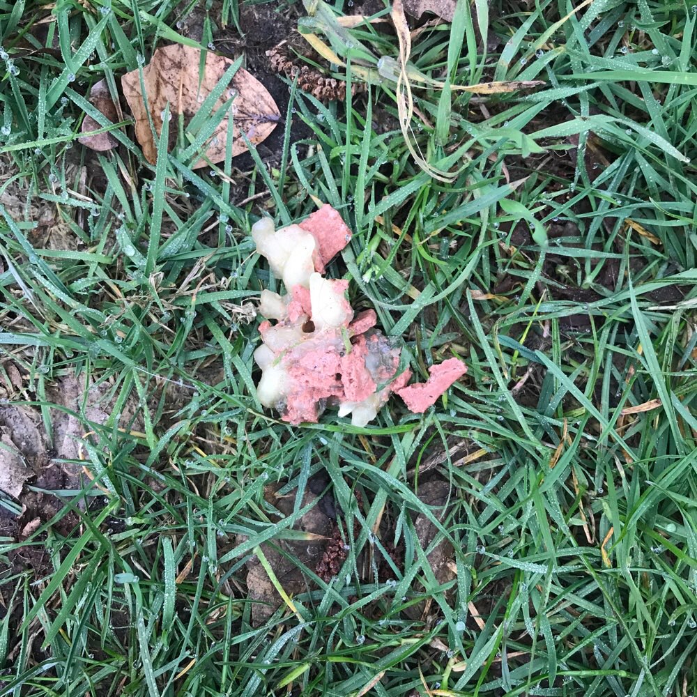 Giftköder-Möglicherweise Giftköder?-Profilbild