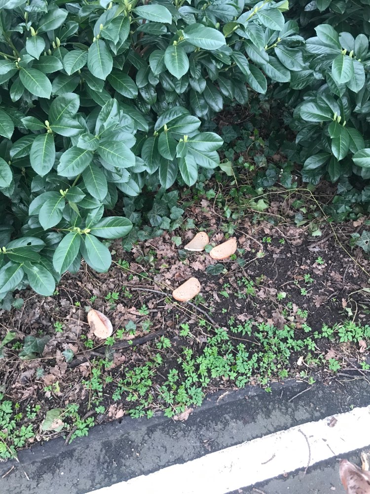 Giftköder-Mgl. Giftköder-Profilbild