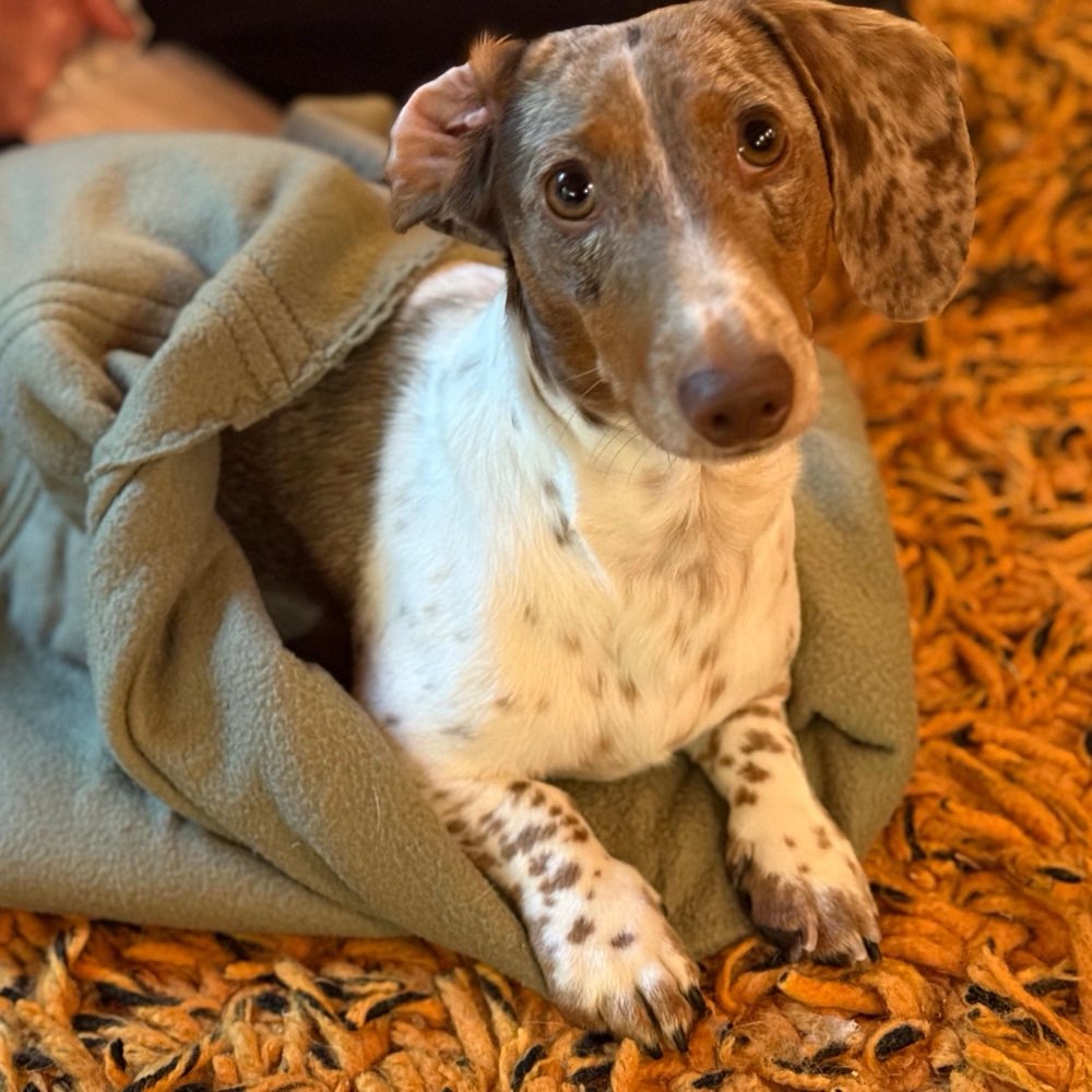 Hundetreffen-Spielfreunde gesucht!-Profilbild