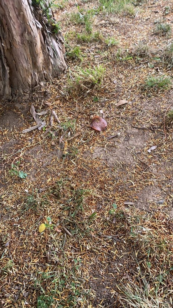 Giftköder-Eventuelle Giftköder Killesberg-Profilbild