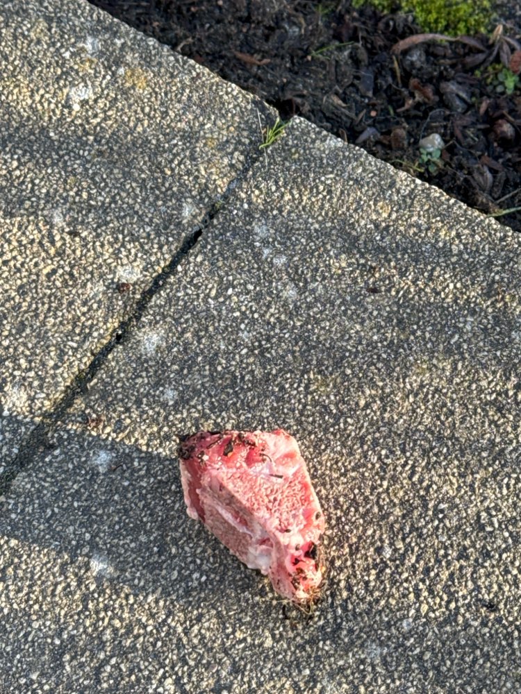 Giftköder-Verdächtiger Giftköderfund-Profilbild