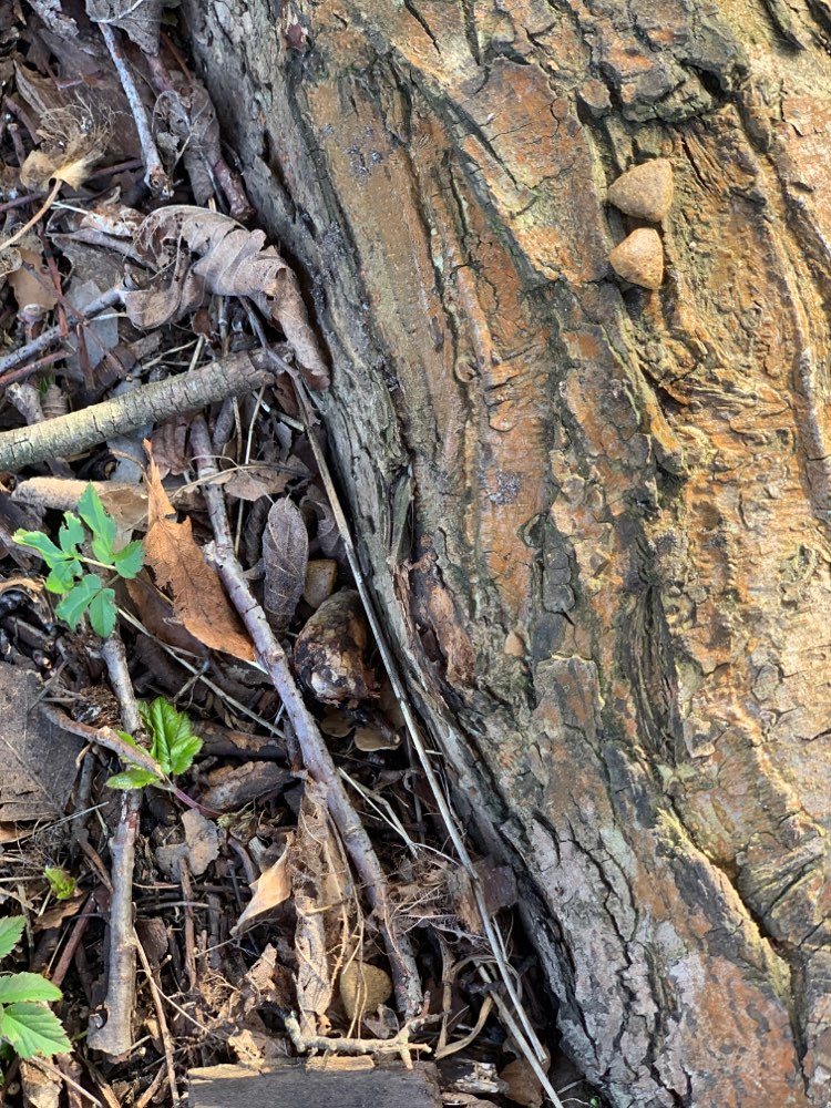 Giftköder-Leckerli auf einer Baumwurzel drapiert-Profilbild